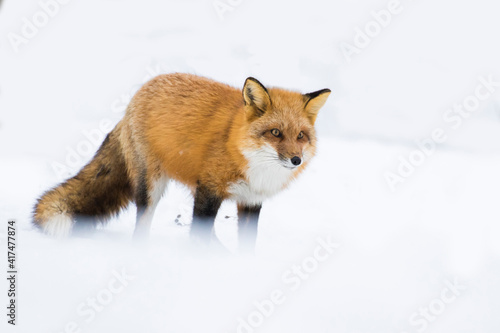 Red fox in Canadian winter © Mircea Costina