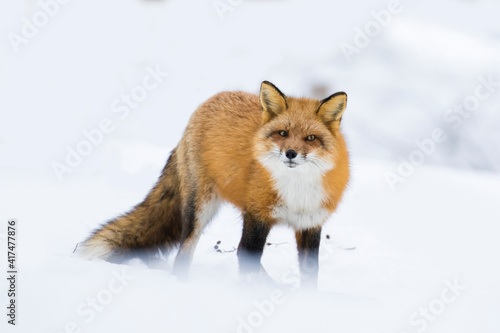 Fototapeta Naklejka Na Ścianę i Meble -  Red fox in Canadian winter