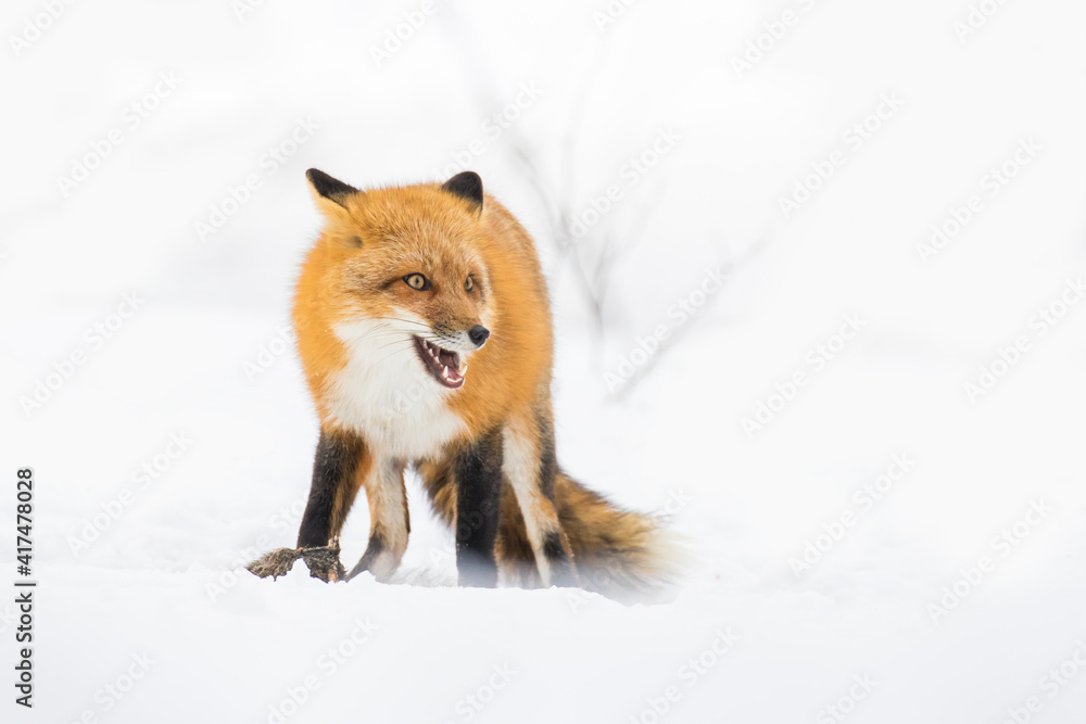 Red fox in Canadian winter