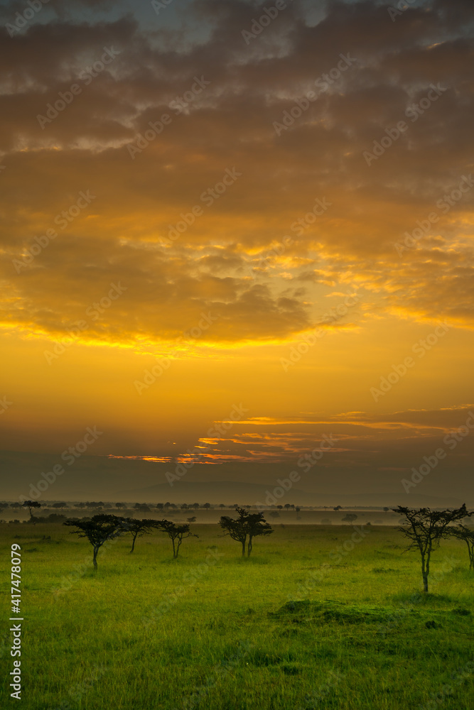 Acacia trees and spring green grass at sunrise on the Maasai Mara savannah, Kenya, Africa.