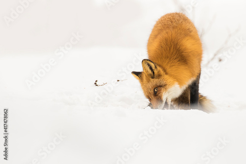 Fototapeta Naklejka Na Ścianę i Meble -  red fox in winter