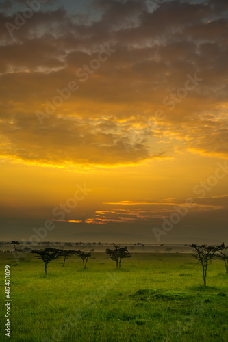 Acacia trees and spring green grass at sunrise on the Maasai Mara savannah  Kenya  Africa.
