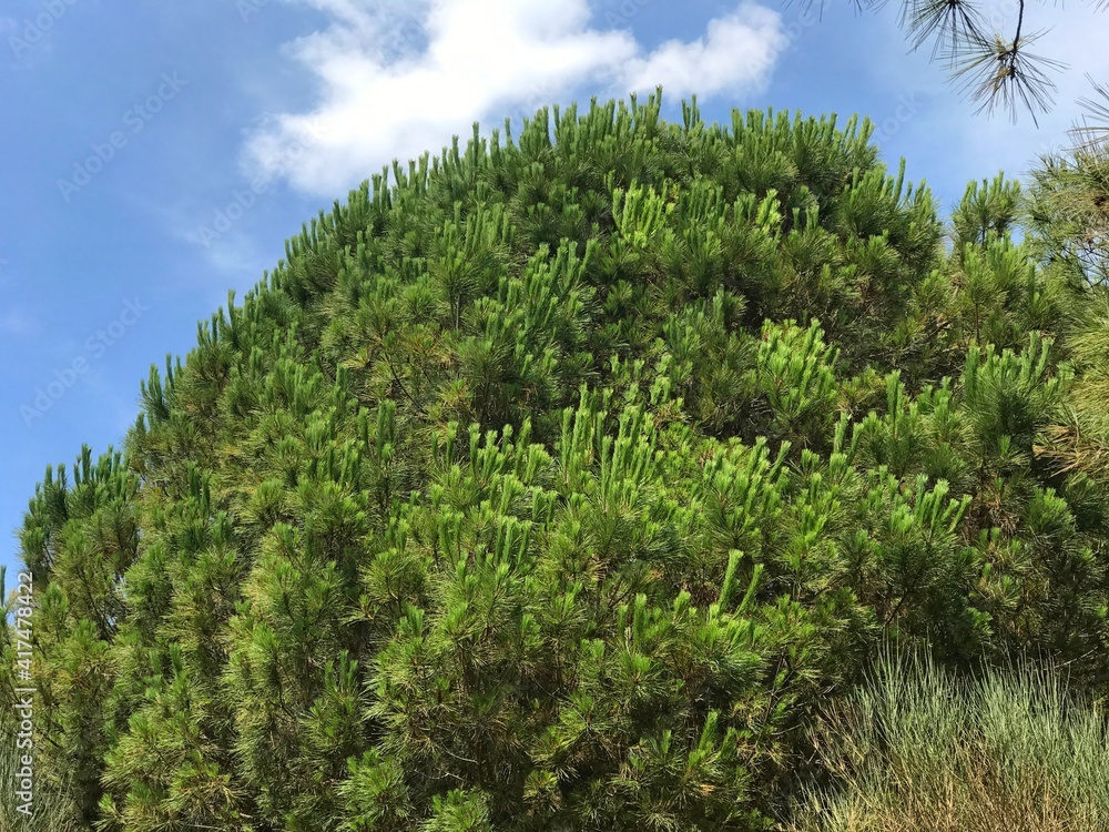 Obraz premium Pine tree in forest Durmitor National Park, Montenegro