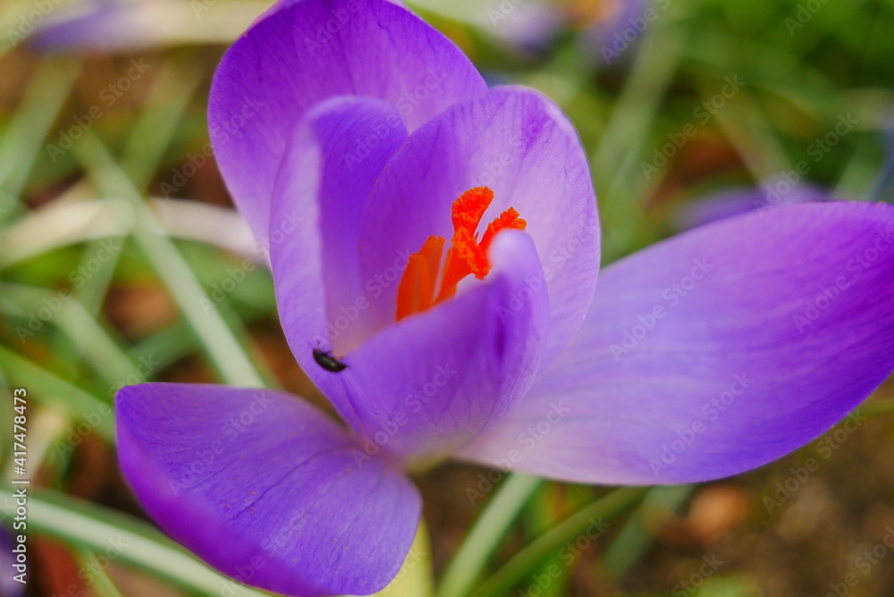 Fototapeta premium close up of a crocus on which an insect is crawling