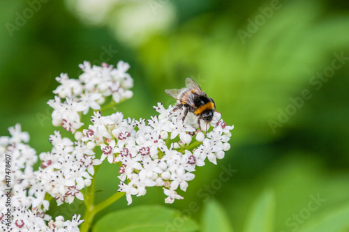 The bee sits on white flowers © Minakryn Ruslan 
