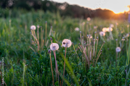 Dandelion