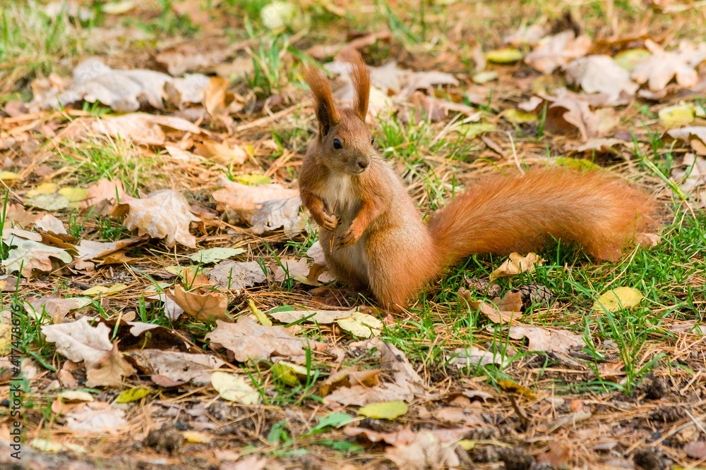 Quick Squirrel in the search for nuts