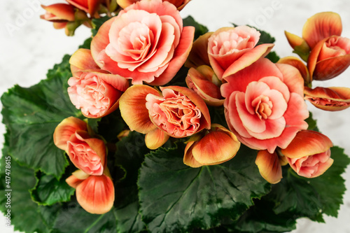 Beautiful blooming begonia elatior with pink flowers close up  top view.