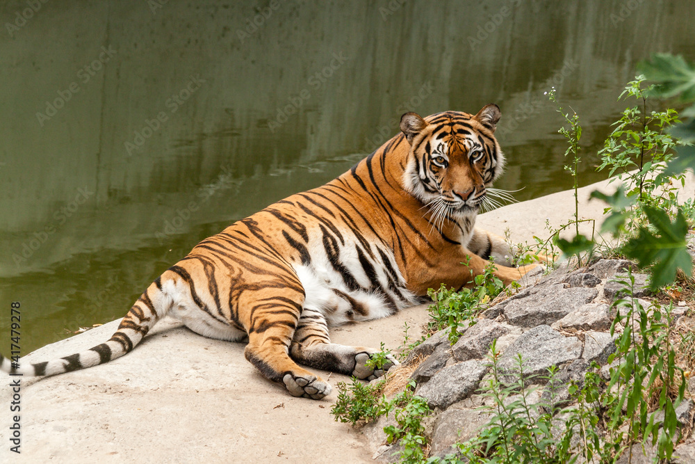 Tiger resting in the nature near the water Tiger resting in the nature near the water