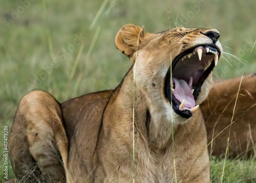 An female african lion with mouth open and teeth showing on the Maasai Mara savannah, Kenya