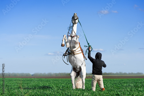 A man holds a white horse, which stands on its hind legs in the field against the blue sky. Stallion perform tricks on commando. It looks as resistance or disobedience.