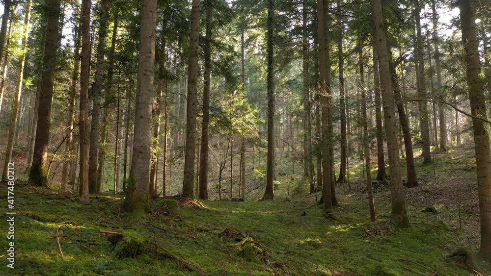 Slow walking in beautiful magical sunny bright fresh green forest Slow walking in beautiful magical sunny bright fresh green forest