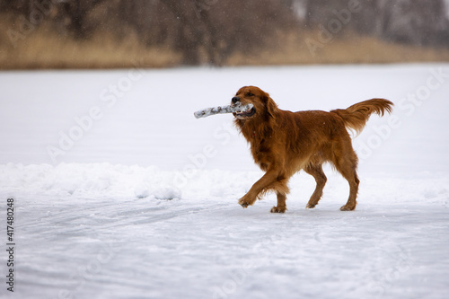 dog walking on ice with a stick in his mouth