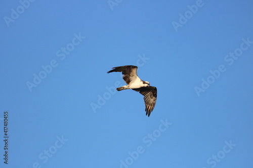 Osprey Flying in the Sky