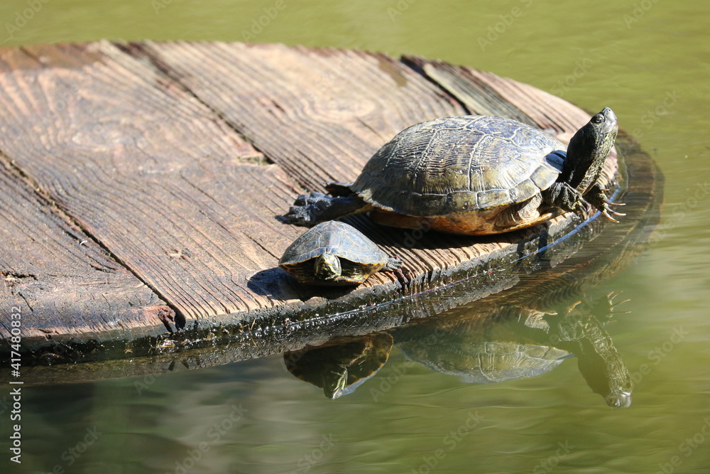 Obraz premium Turtles Sunning Themselves