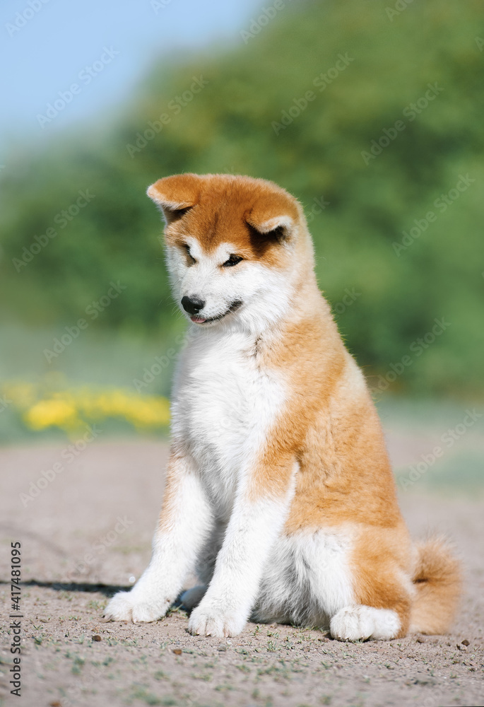 A red fluffy puppy of the Akita Inu breed sits on the ground. Lovely dog 