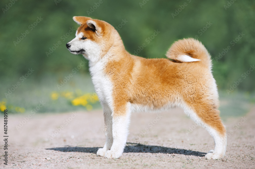 Red fluffy puppy of breed Akita Inu in an exterior rack. Dog articles Red fluffy puppy of breed Akita Inu in an exterior rack. Dog articles