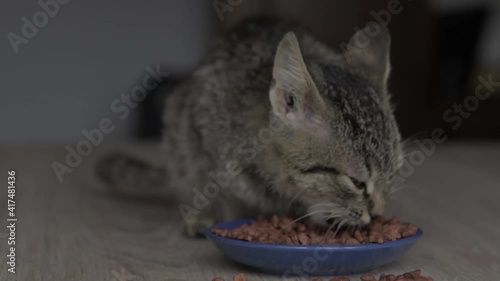 Close-up cat eats from a bowl . Feeding your pet. Dry food for cats. Natural, organic food from a blue bowl at home.