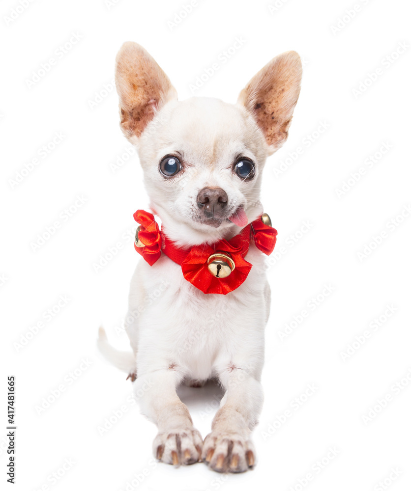 studio shot of a chihuahua on an isolated background studio shot of a chihuahua on an isolated background