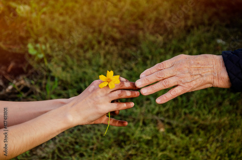 A young hand with vitiligo holds a yellow flower. A young hand gives a flower to an old hand. Old and young hands reach for the flower. Nursing care concept. Kindness and mercy. Help and support