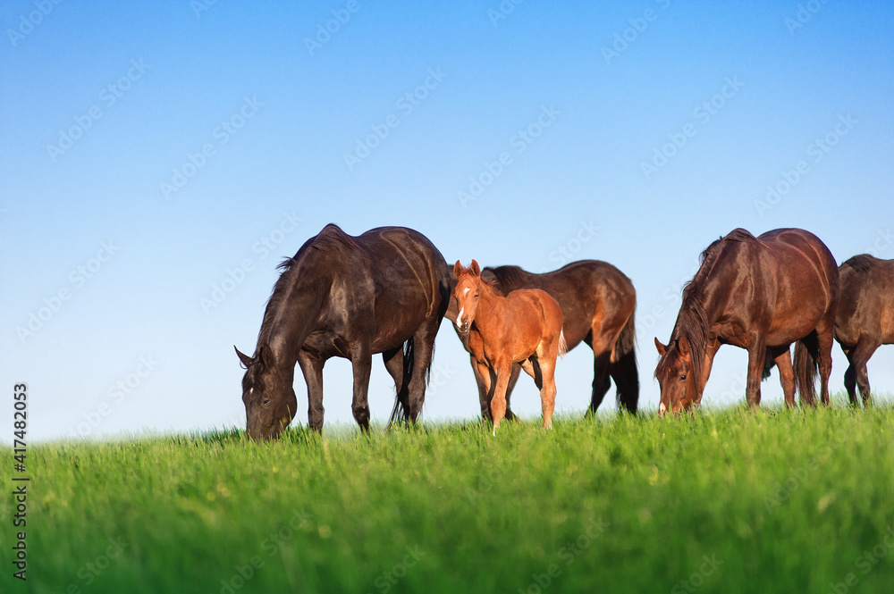 Fototapeta premium Herd of horses on a background of blue sky. Brown mare and foal graze in the green field.