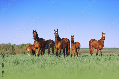 A herd of young horses are beautiful on a sunny meadow with tall grass. Horses grazing on a neutral background scenery