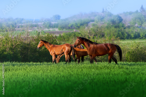 Three free horses walking in a field in high juicy green grass on a background of beautiful scenery. Herd of horses on pasture