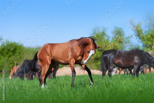 Beautiful young brown horse jumping, playing in a field on a background of nature and other horses