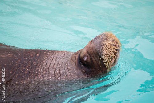 Huge walrus (Odobenus rosmarus) swimming