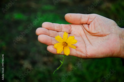 Flower in old hands close-up. Grandmother with a flower. Wrinkled hands with flower close up. Concept of kindness and mercy. Charity. Help concept. Beautiful flower in old hands