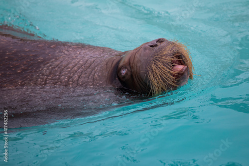 Huge walrus (Odobenus rosmarus) swimming