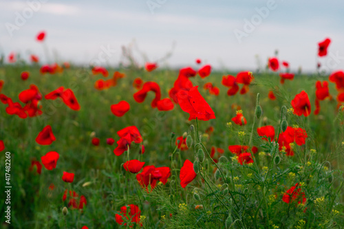 wild poppy flowers. large poppy field  beautiful flowers