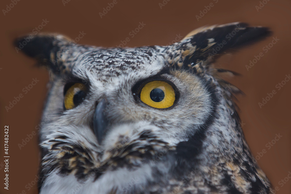 Fototapeta premium great horned owl (Bubo virginianus) portrait