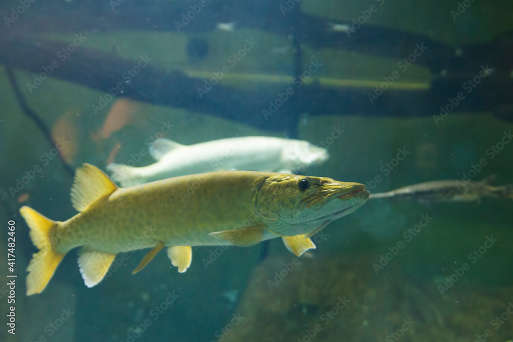 The muskellunge (Esox masquinongy) underwater The muskellunge (Esox masquinongy) underwater