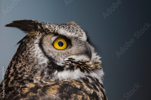 great horned owl (Bubo virginianus) portrait