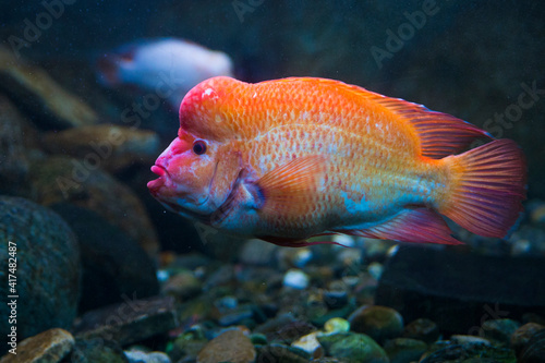Red devil cichlid (Amphilophus labiatus)