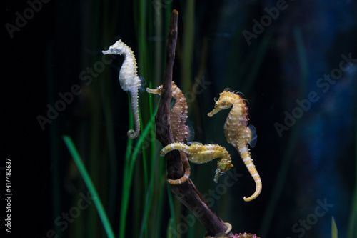 Hippocampus whitei, commonly known as White's seahorse photo