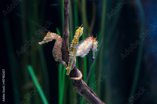 Hippocampus whitei, commonly known as White's seahorse photo