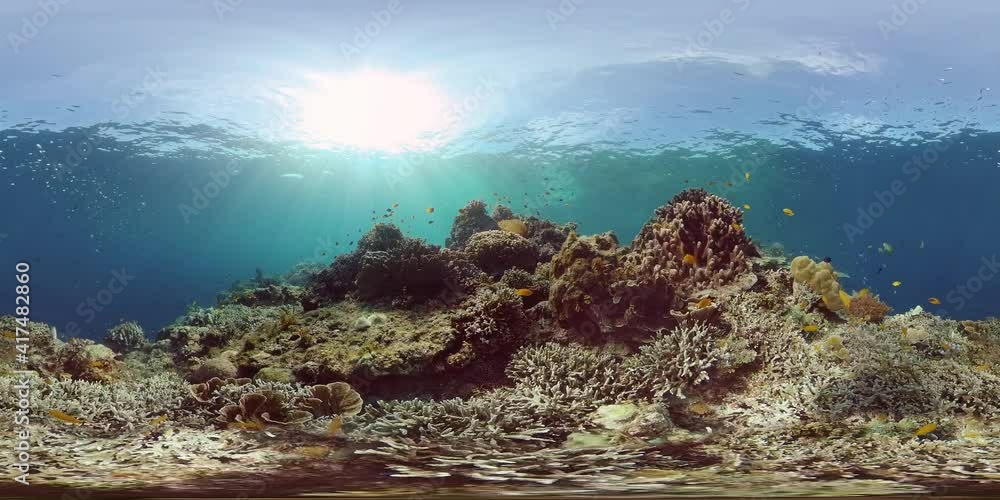 Coral reef and tropical fishes. The underwater world of the Philippines. Philippines. 360VR Video. Coral reef and tropical fishes. The underwater world of the Philippines. Philippines. 360VR Video.