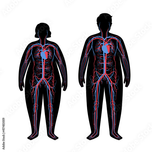 Blood system in obese body