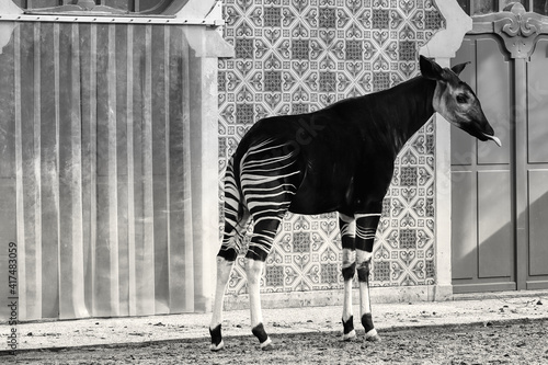 okapi in the zoo