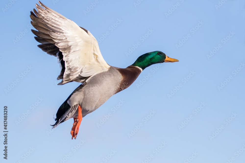 Obraz premium Mallards in flight in Canadian winter