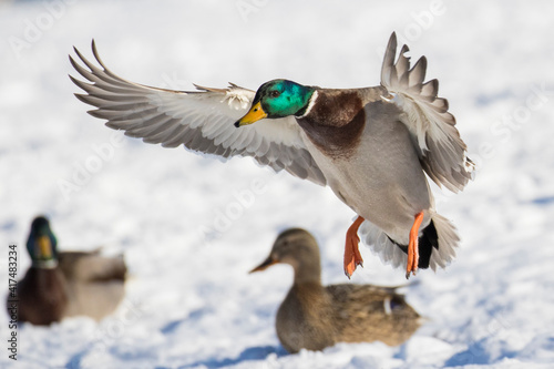 Mallards in flight in Canadian winter