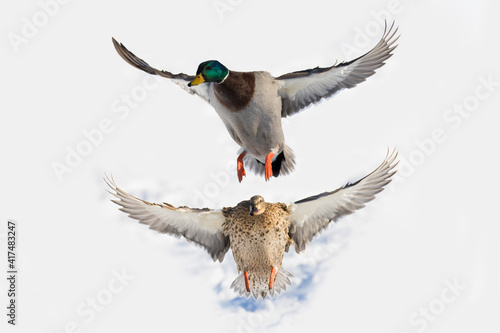 Fotografia Mallards in flight in Canadian winter