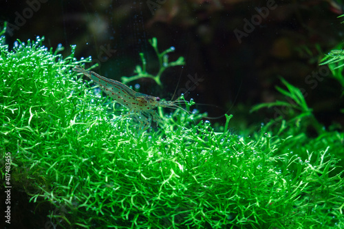 Photography Caridina multidentata,  Yamato shrimp, Japanese shrimp, Amano shrimp