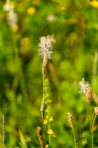 Long stem with plantain flowers.