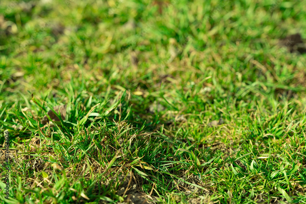 Spring or summer fresh grass in sun light with soft selective focus. Bright green grass. Agricultural landscape in the spring time. Bokeh blurred background. Natural close-up of lawn. Spring or summer fresh grass in sun light with soft selective focus. Bright green grass. Agricultural landscape in the spring time. Bokeh blurred background. Natural close-up of lawn.