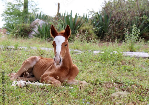 Young Foal sitting on the ground. 