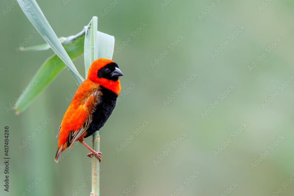 Southern red bishop or red bishop (Euplectes orix) in breeding plumage is sitting on a reed stalk
in a lake the the town of Mkuze in South Africa Southern red bishop or red bishop (Euplectes orix) in breeding plumage is sitting on a reed stalk
in a lake the the town of Mkuze in South Africa