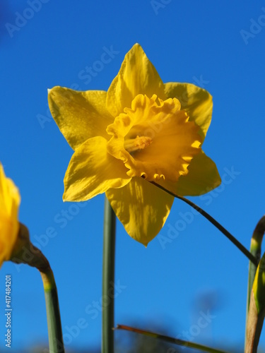 Narcissi blend in full flower with a rich blue sky background